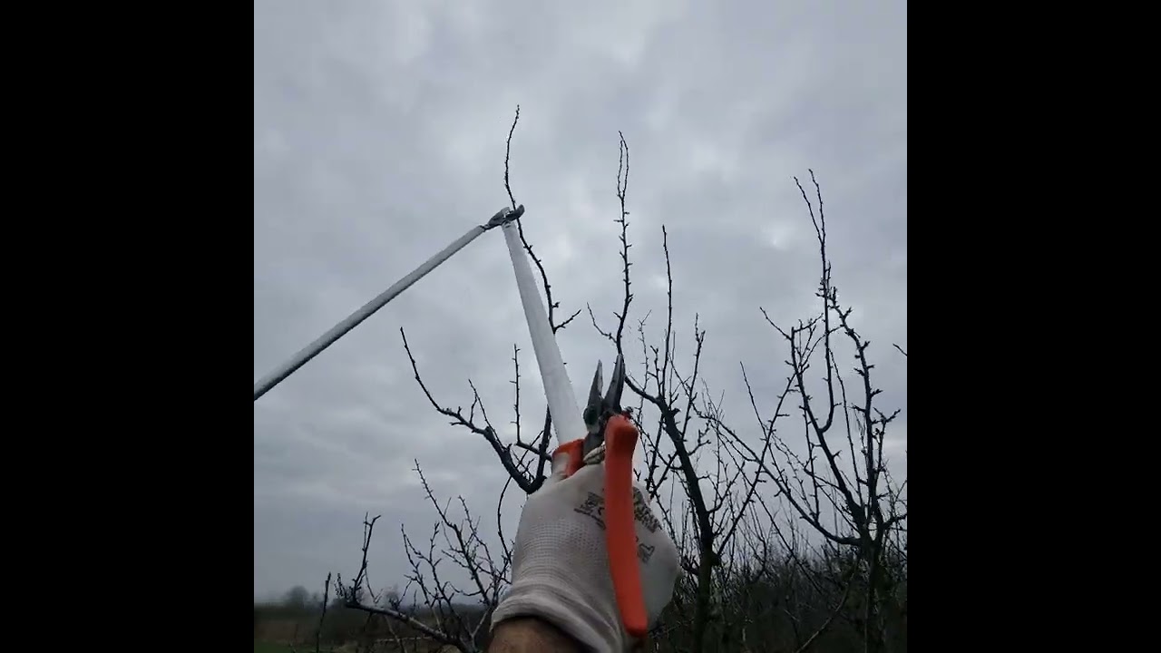 Rezidba šljive u intenzivnom zasadu u 10 toj godini #pruning #agriculture #plum #agro