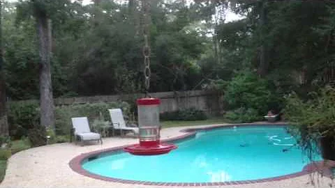 Hummingbirds at the breakfast dance