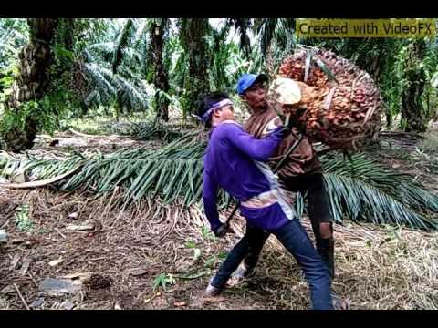 Sasak terbaru 2017 PENGANTEN BURUNG