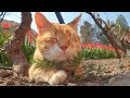 Relaxing Cat Video 90