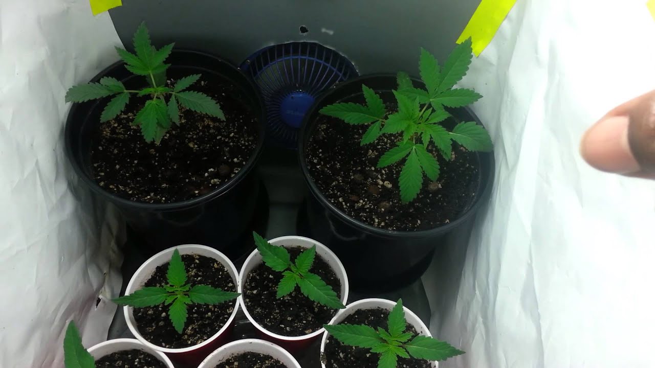 White cookies & crown royal weekly update week 1