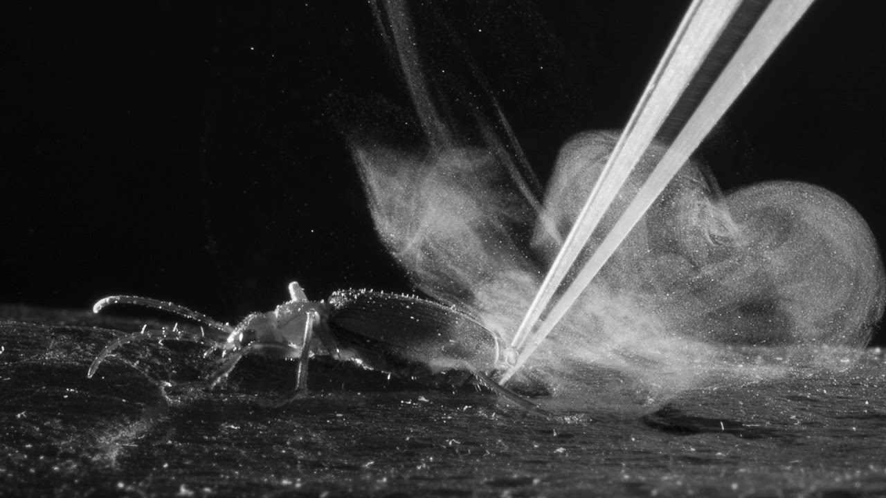 DJ Scale Ripper - Bombardier Beetle (Original Mix)