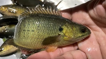  T75. Săn Cá Rô Đồng Siêu To - Điểm Câu Cá Rô Mập Ú 