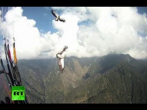Amazing video: Vulture rams paraglider mid-air, both survive