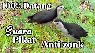 SUARA RUAK RUAK BIKIN LAWAN JADI EMOSI ANTI ZONK ✓