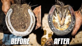 Hoof Restoration | Hoofshoe Replacement | Farrier | Satisfying