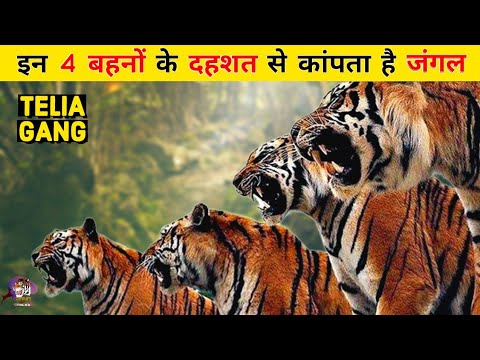 Tigeress Blood Introduction