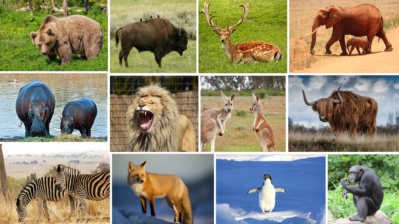 Learn Wild Animals For Kids, Wild Zoo Animals Names and Sounds for  Children