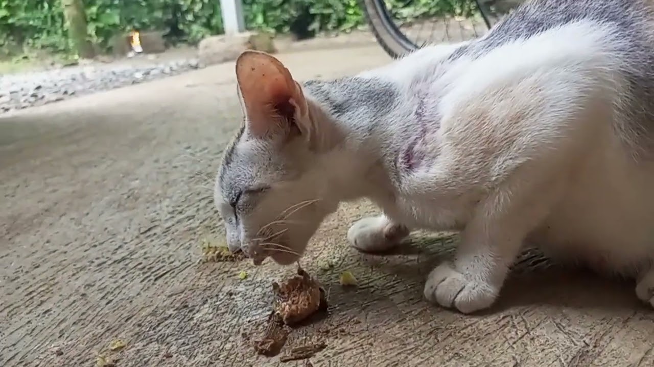 Si BOYBOY MAKAN SIANG IKAN MUJAIR#kucingliar#cat