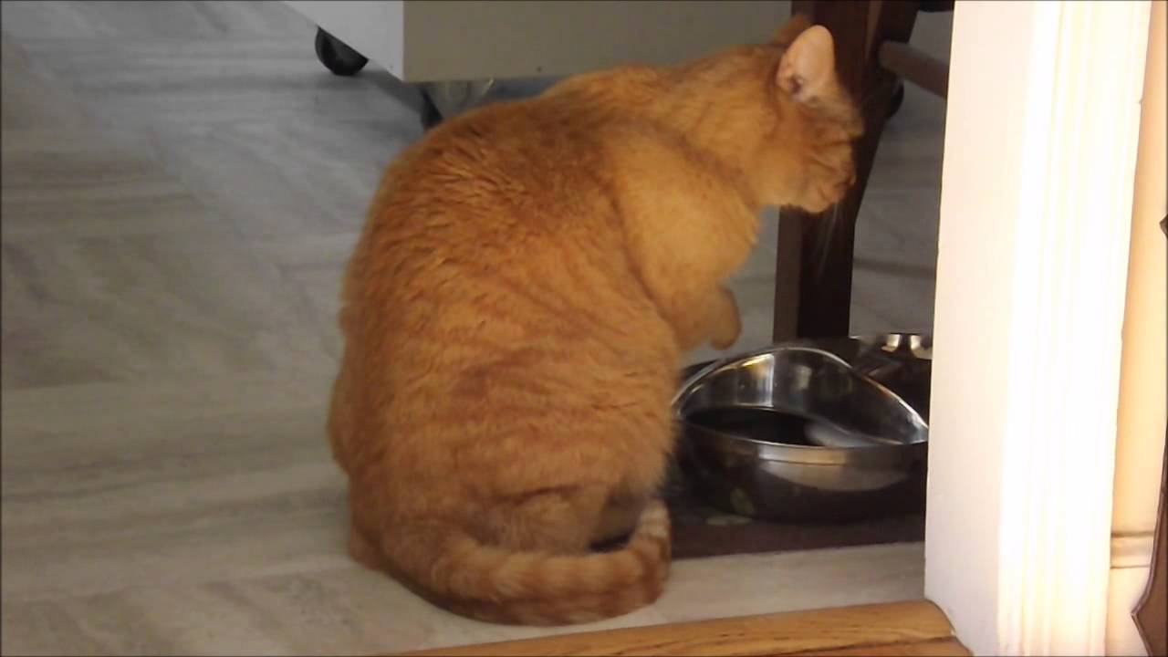 My Cat drinks water with his paw YouTube