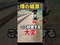 畑の雑草ここ放置すると大変！#農業 家庭菜園 #雑草対策