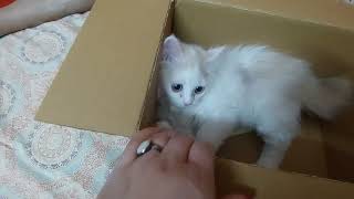 स्वीटू को मिल गया आज नया घर | आज वह बहुत खुश है | @Sweetupersiancat2024 by Sweetu - The Persian Cat 112 views 1 month ago 3 minutes, 21 seconds