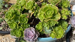 New garden section at Star Succulents Garden (0424).  FB: Star Succulents Garden.  7132982671