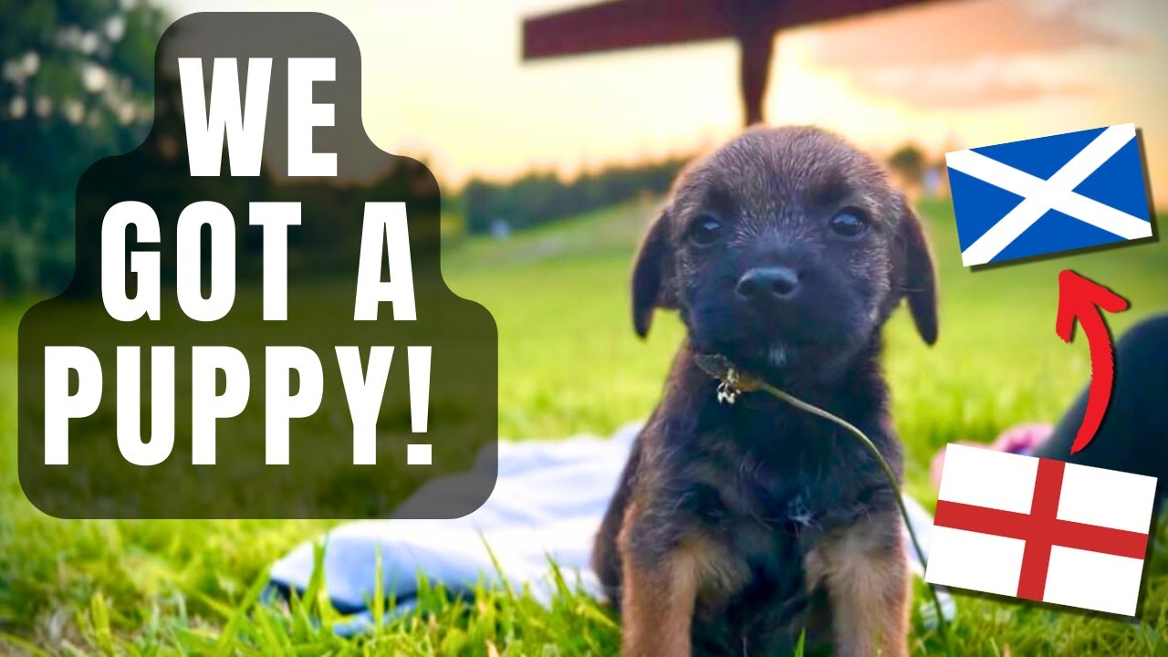 American Living in the UK - Buying a Puppy!