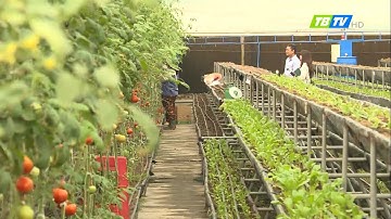 Thái Bình hướng đến nền nông nghiệp xanh sạch an toàn