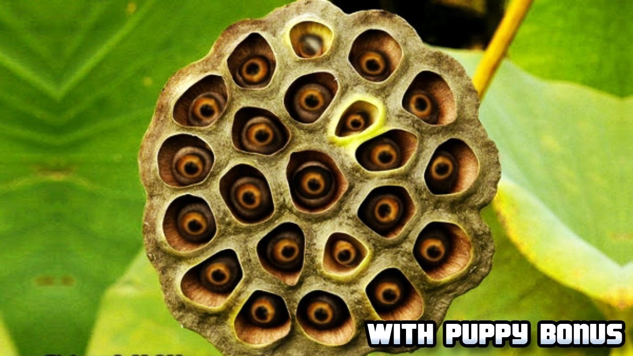 Trypo Phobia on Plants! With Puppy Bonus Footage YouTube Trypo Phobia on Plants! With Puppy Bonus Footage YouTube