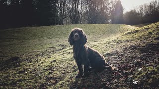 Rico The Working Cocker - Beating On A Cold Saturday by Rico The Working Cocker Spaniel 526 views 3 months ago 8 minutes, 51 seconds