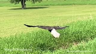 Adult Bald Eagle Release by KenScottPhotography 2,846 views 3 years ago 1 minute, 4 seconds