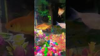 #manna ki tamanna # Trending song # #viral 🔥 #status #aquarium #fish #reels