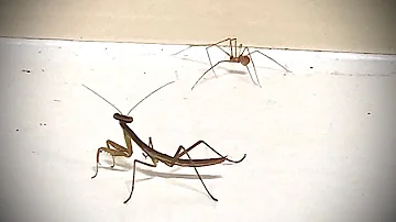 Baby Praying Mantis VS Small Spider