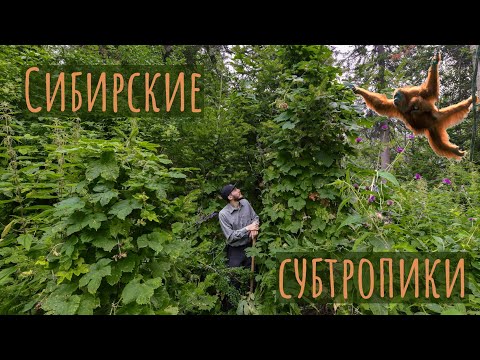 Черневая тайга — сибирские субтропики