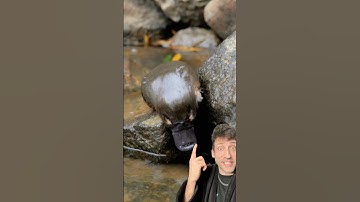 The Platypus is WEIRD