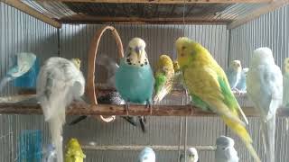 DIY Käfig Setup für glückliche Wellensittiche 🏡🐦 #wellensittich #vogelkäfig #welli #diy #viral