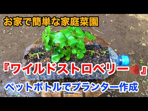 家庭菜園 ワイルドストロベリーの定植 ペットボトルプランター Youtube