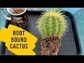 How to Repot a Root Bound Cactus