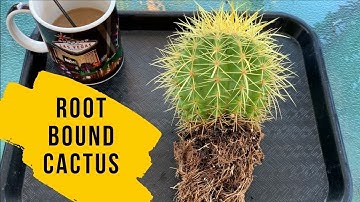 How to Repot a Root Bound Cactus