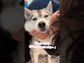 弟の帰宅で嬉うんちしたハスキー #シベリアンハスキー #ハスキー #ハスキー犬