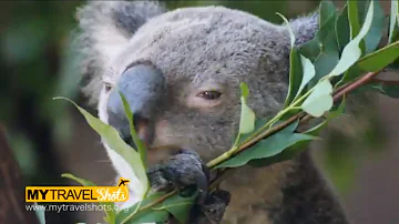 Come fa il koala a mangiare l eucalipto?