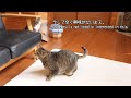 新しいおもちゃが気に入ったはなと、気に入らないまる。-Hana loves the new toy and Maru does not love it.-