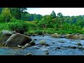 RELAXING SOUNDS FOR SLEEPING | TRANQUIL RIVER AND FOREST SCENE FOR MEDITATION &amp; RELAXATION #196