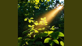 Catch the Light