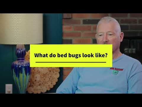 What do bed bugs look like
