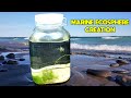 Creating a saltwater ecosphere  marine ecosystem in a jar