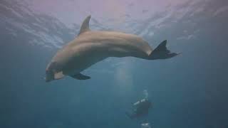 Dolphin, divers encounter. Belize, April 24, 2024. Turneffe atoll