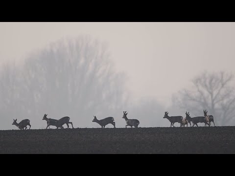 Videó: Meg tudod változtatni a tégla színét?