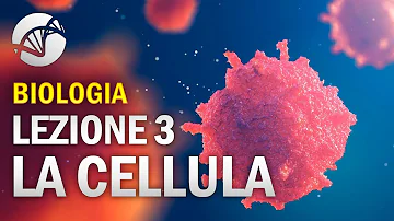 Quali sono gli organuli delle cellule eucariotiche?