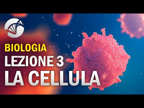 Video: Quale tipo di cellule alveolari?