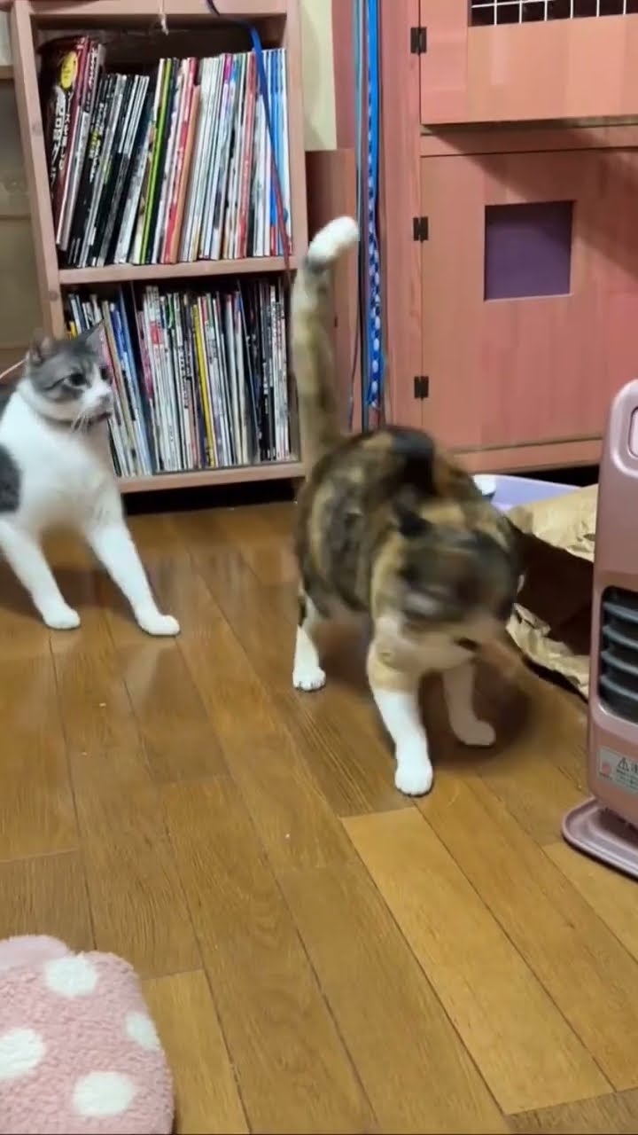 Très drôle le chat