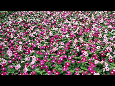 Video: Flowers Vanka wet - in your garden