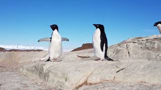 Adelie Penguins and their Offspring
