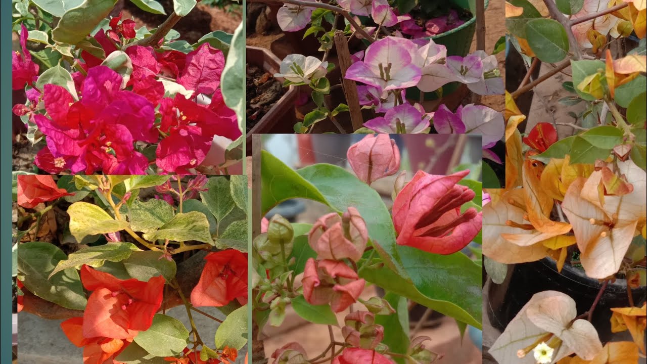 Nok jam dongjaoba pulrangko ge,nade gonga angaba 🥀🌹