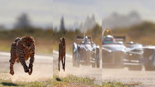 Cheetah Speed Vs Formula E car Drag Race #shorts