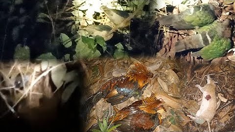 yos haav zoo tua qaib qus pw chaw thiab tua nquab pw