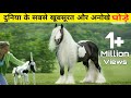दुनिया के सबसे खूबसूरत और अनोखे घोड़े | Beautiful And Amazing Horses | Amazing Adventures हिन्दी
