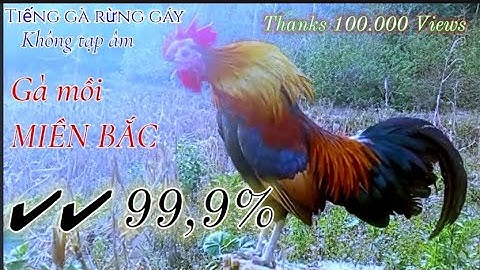 Tiếng gà rừng gáy chuẩn 99,9%, Không tạp âm, Cho loa bẫy. Suab qaib qus qua zoo dib tuaj 100%