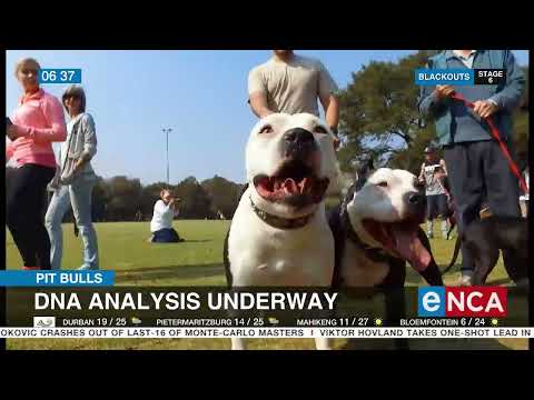 PIt bulls |